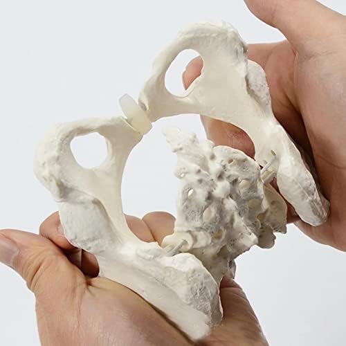 Гъвкава мини-модел на Таза SUZLA - Модел на човешкия скелет - Модел на женски таз - Анатомическая модел 1: 2 - Подвижна - Еластична връзка на кабела - Обучение, преподаване