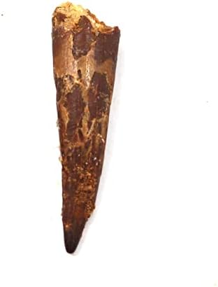 Фосили, метеорити и др Ископаемый Зъб от динозавър Птерозавра 1,322 инча 100 мм w / Кутия за показване на MDB 17356