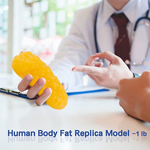 Точно копие на мазнините на човешкото тяло LYOU, Модел Анатомия на мазнини с тегло 1 паунд за показване на часовете по