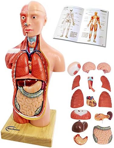 Най-новият модел на човешкото тяло 2023 година за деца, 11 см, 15 броя, Подвижен 3D Анатомическая модел на човешкия Торс,