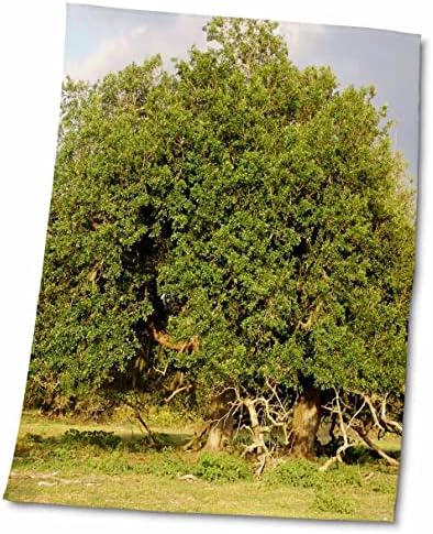 3. Флоренийские дървета - Старите Клонове - Кърпи (twl-18988-1)