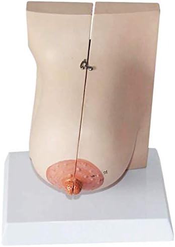 Образователна модел RRGJ, Анатомическая модел дамски Раждането гърдите - Медицинска модел - за проучване в класа на природните