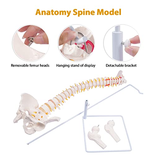 Модел на гръбначния стълб, 34,6 Модел на гръбначния мозък в пълен размер Гъвкав Анатомический на гръбначния стълб с Прешлени,