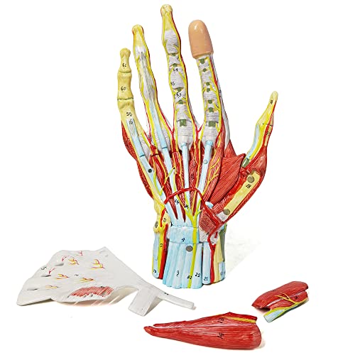 Пронумерованная Модел на Анатомични скелет ръце Evotech с Костите, Мускулите, Связками, Нервите и Кръвоносните съдове,